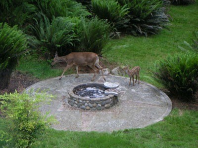 Doe and fawn in garden.