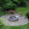 Doe and fawn in garden.