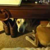 What Breed is my Dog?