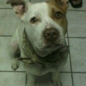 Is my Dog a Mixed Breed?