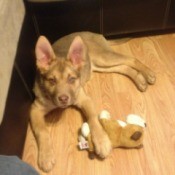 Dog lying on the floor.