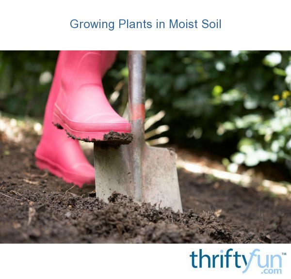 Growing Plants in Moist Soil? ThriftyFun