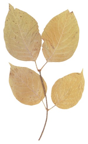 Brown Birch Leaves