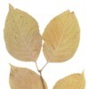 Brown Birch Leaves