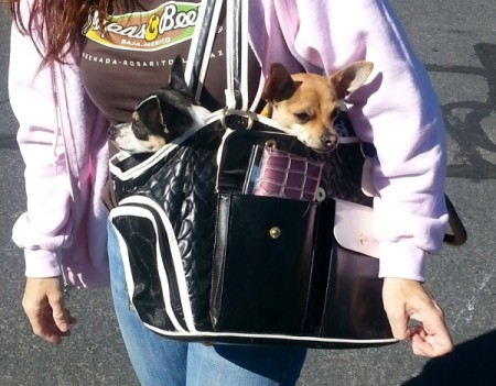 Two dogs in a carrier.