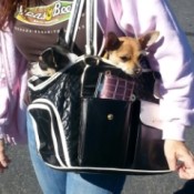 Two dogs in a carrier.
