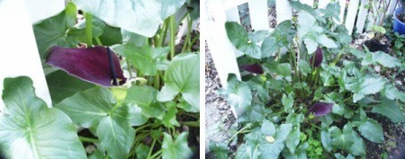 Purple calla lilies growing in a garden.