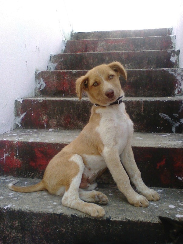 Tan and white dog on stairs.