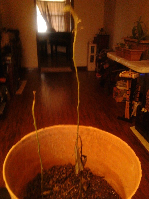 Avocado tree without leaves.