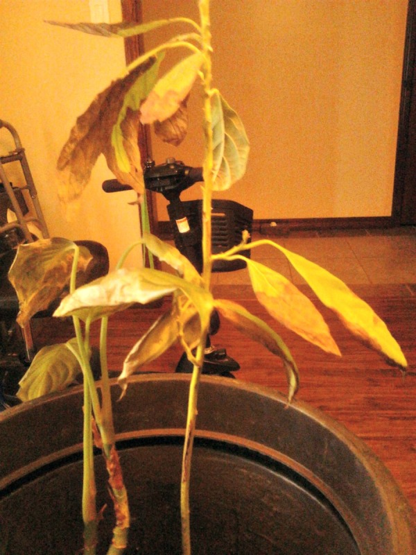 Avocado with dying leaves.