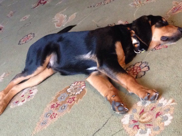 Dog lying on a carpet.