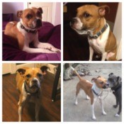 4 pictures of dog