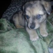 What Breed is my Puppy?