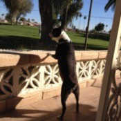Joey with feet up on cinder block wall.