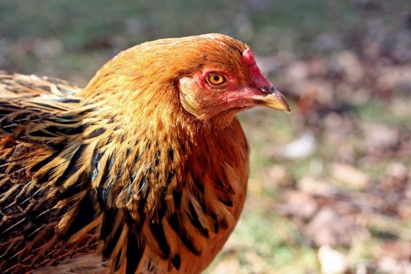 Rhode Island Red Chicken Breed Information and Photos | ThriftyFun