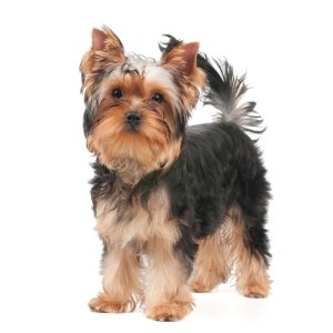 Facts About Yorkshire Terriers
