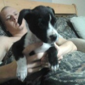 Small black and white dog.