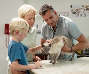 Treating and Vet Examining Cat