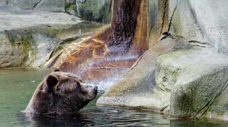 Bear at Cleveland Metroparks Zoo