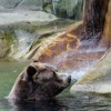Bear at Cleveland Metroparks Zoo