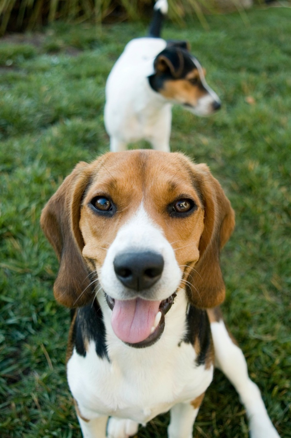 Beagle/Jack Russell Mix Photos ThriftyFun