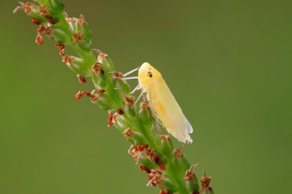 Identifying and Controlling Leafhoppers | ThriftyFun