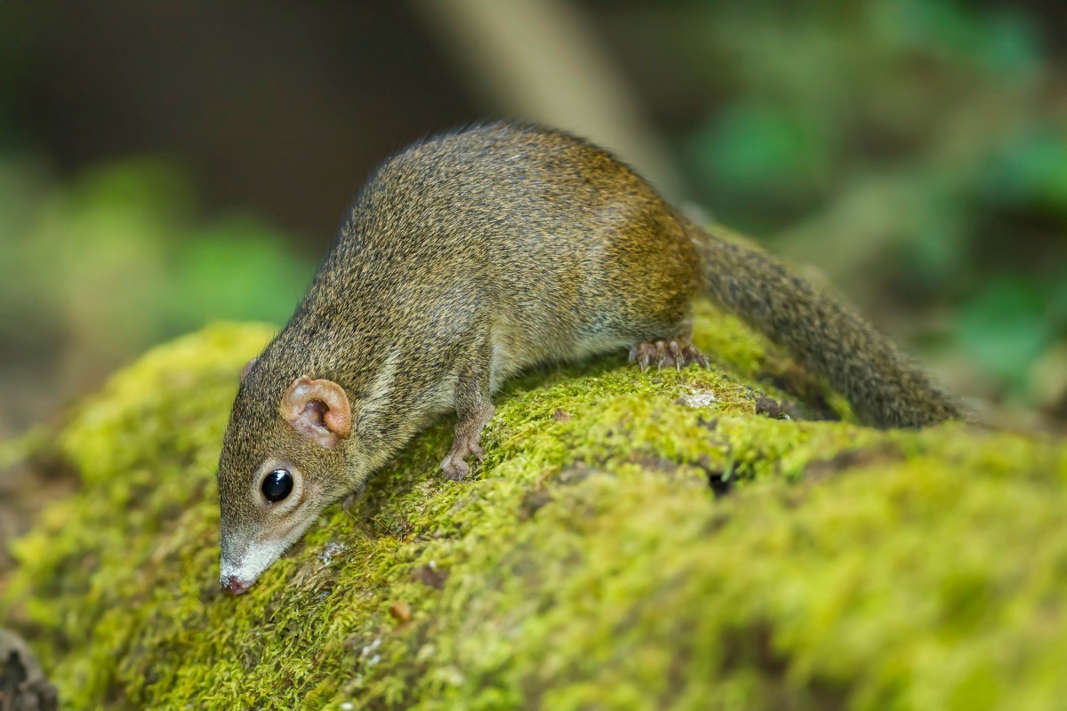 shrews-literally-shrink-their-heads-with-the-seasons