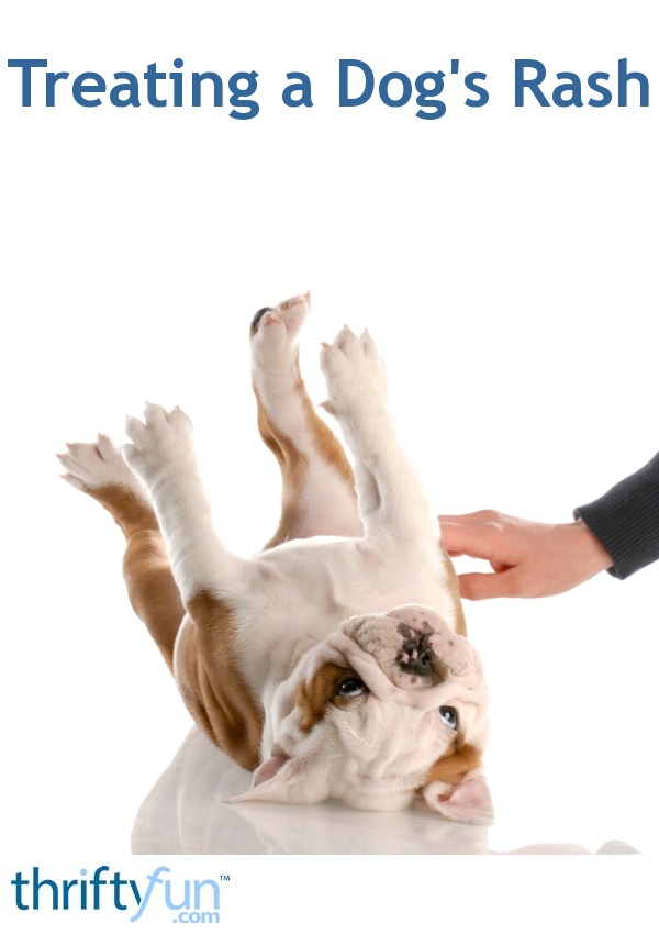 diaper rash treatment for dogs