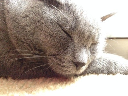 Closeup of a grey cat's head, with eyes closed.