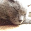 Closeup of a grey cat's head, with eyes closed.