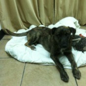 Kota on dog bed.