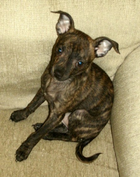 Mr. Little (Brindle Colored Chihuahua)