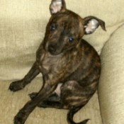 Mr. Little (Brindle Colored Chihuahua)