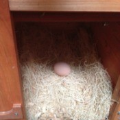 egg in nesting box