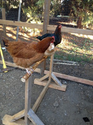 Building a Chicken Perch - branch perch