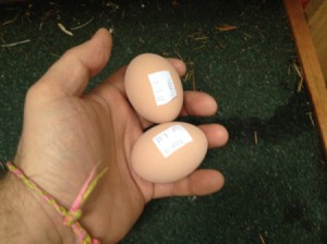 porcelain eggs