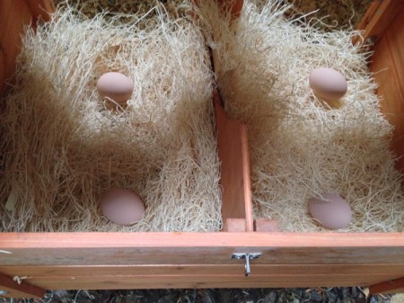 porcelain eggs in nesting box