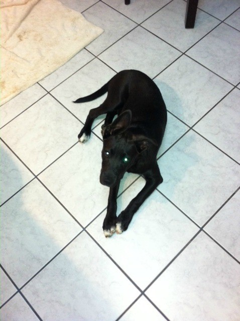 Black dog lying on tile floor.