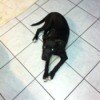 Black dog lying on tile floor.