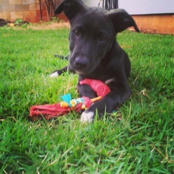 Black dog in grass.