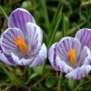 Purple and white crocus blooms.