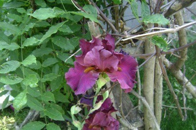 Purple iris.