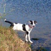 Dog at water's edge.