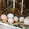 Chicken Nesting Box