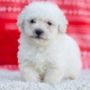 Bichon Frise/Poodle Mix Puppy