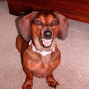 Dog smiling for the camera.