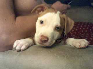 White and tan puppy.