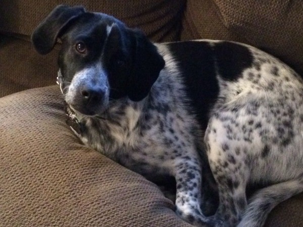 Black and white speckled dog.