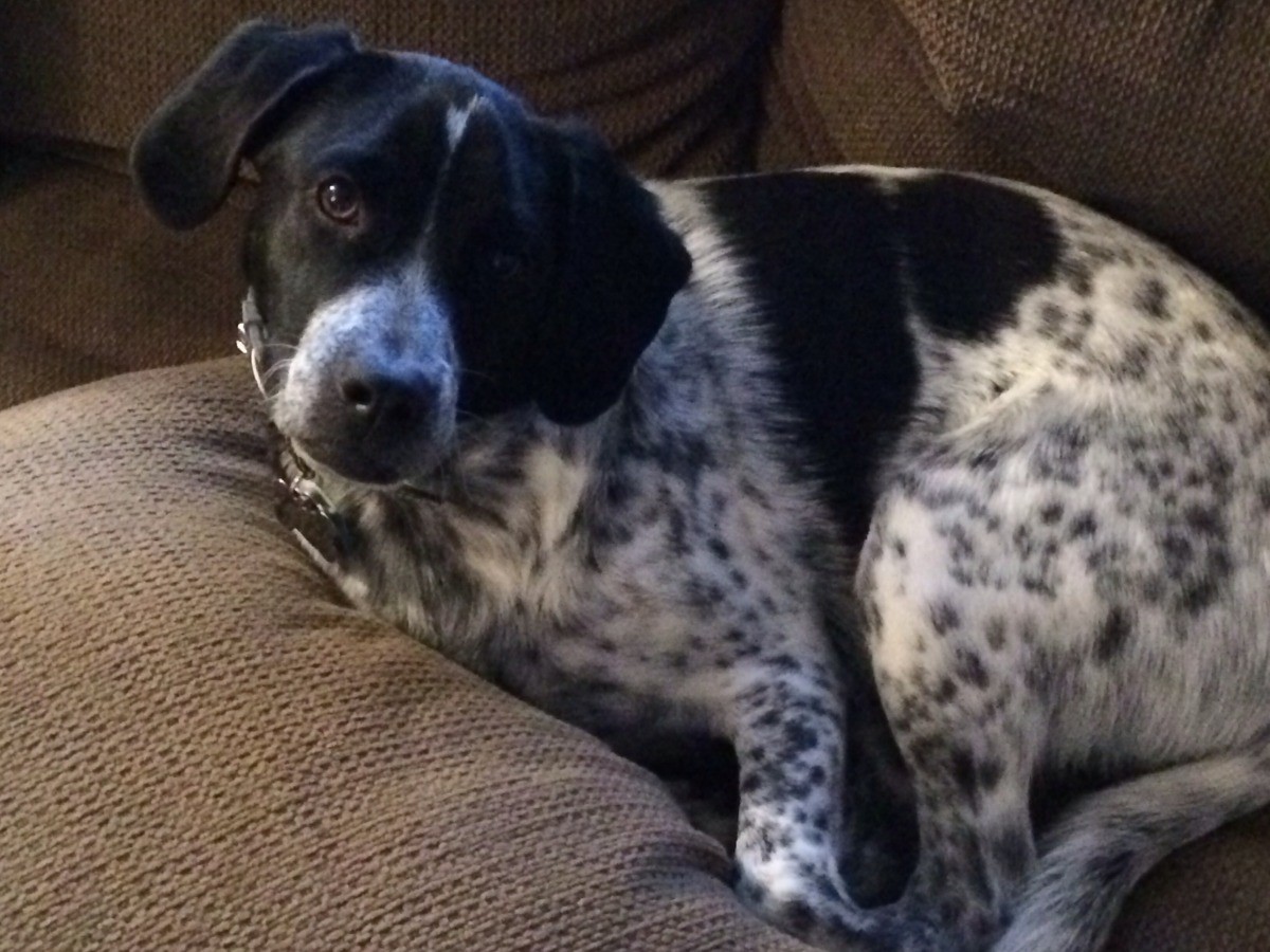 black and white speckled dog breeds