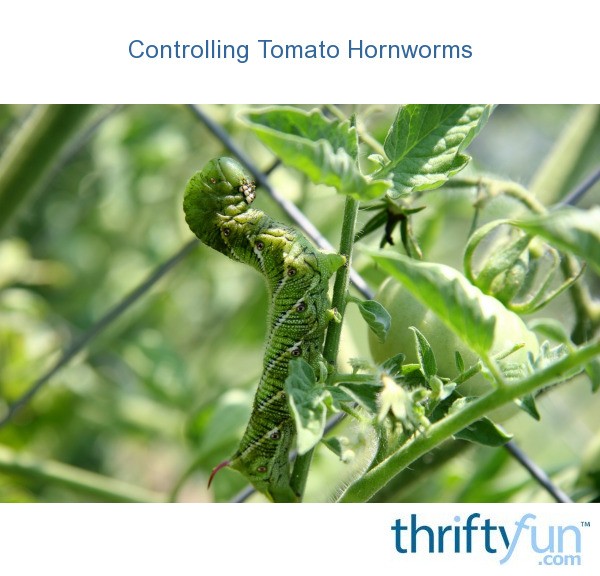 Controlling Tomato Hornworms Thriftyfun